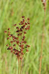 Grassleaf rush